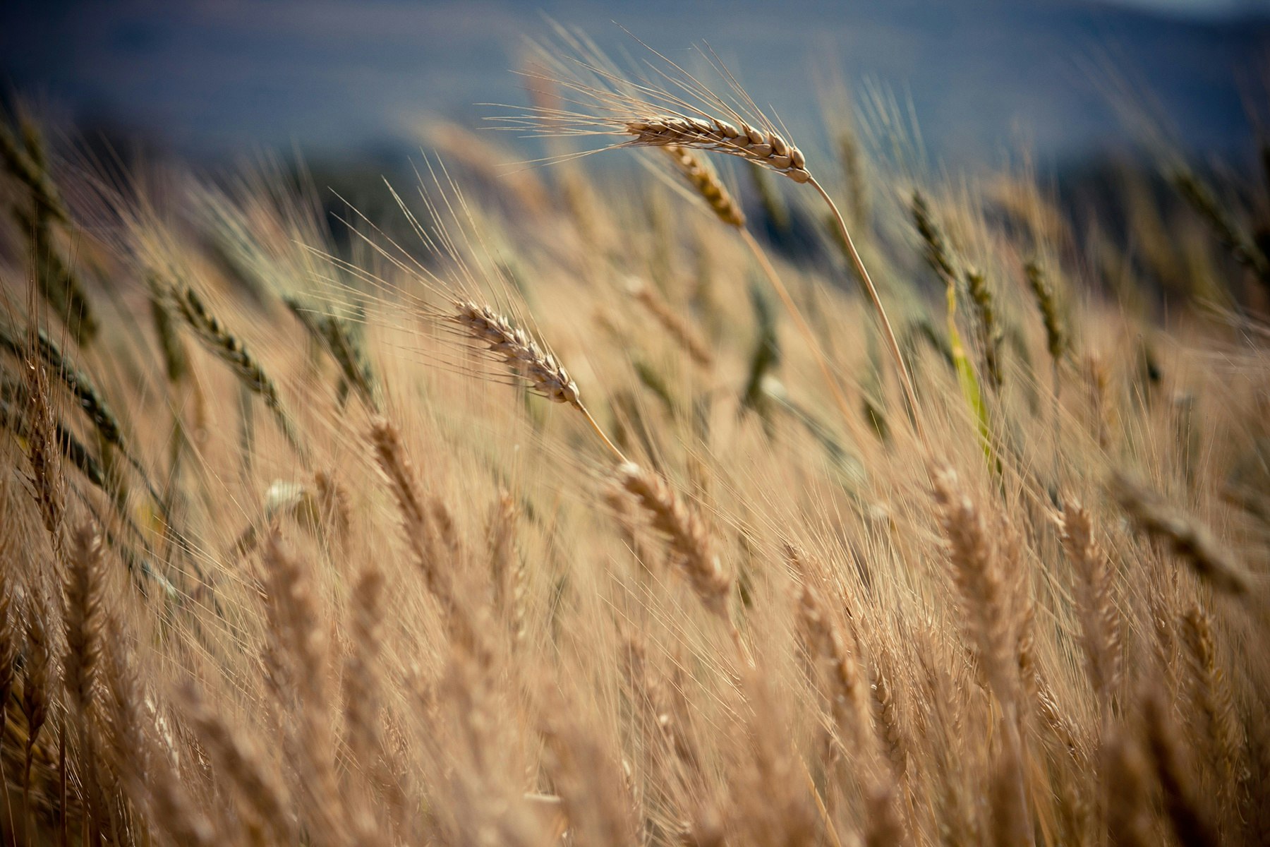 selective focus photography of brown wheat at daytime